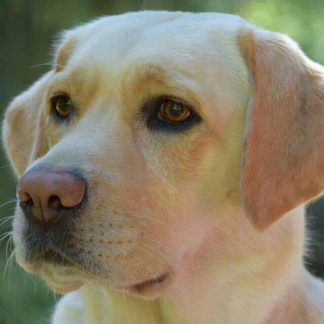 CHIRA OBEDIENCE