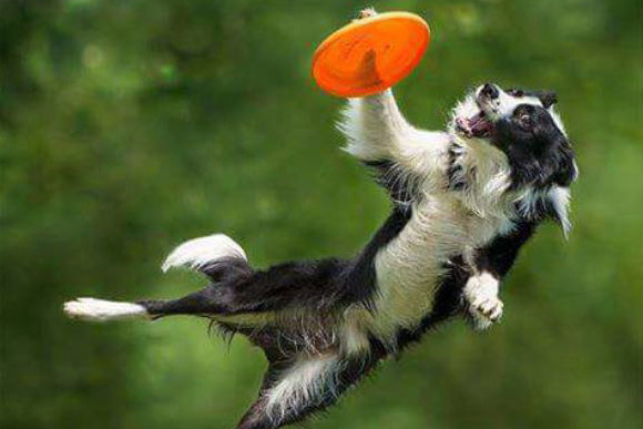 ARTU DISC DOG