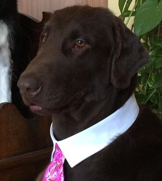 LOGAN OBEDIENCE