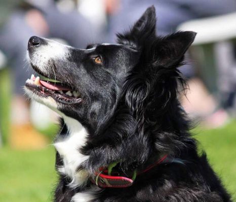 EDUCAZIONE ADDESTRAMENTO CANE VERCELLI NOVARA