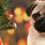 Christmas-Dogs-