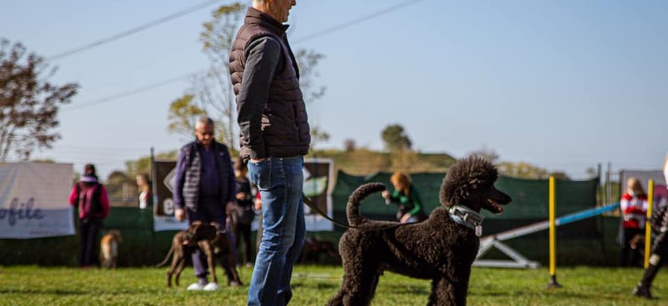 Centocinquanta iscritti al Novara Dog Show!