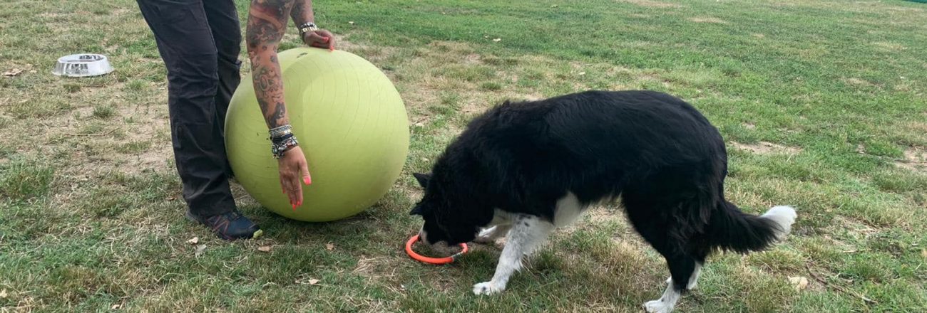 Hai mai pensato di fare attività sportiva con il tuo cane?